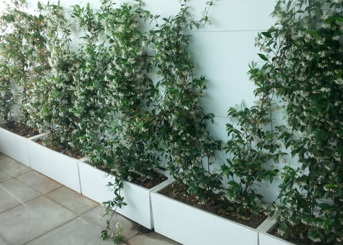Decoración de oficinas combinando plantas naturales y artificiales