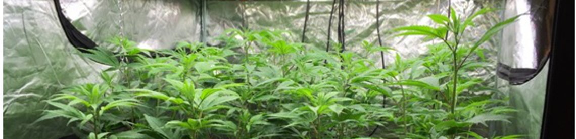 Plantas medicinales: cannabis