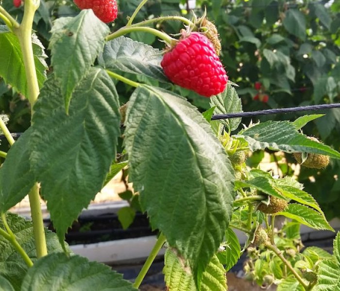 Cultivo de berries