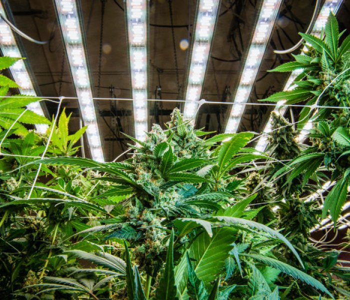 Clonación y plantas madre Cannabis